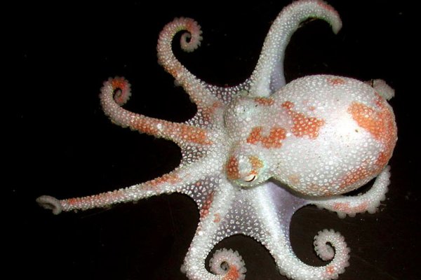 Доступ к kraken через vpn