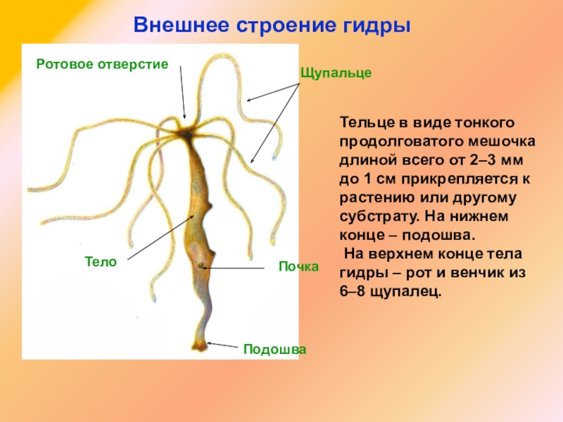 Кракен площадка вход
