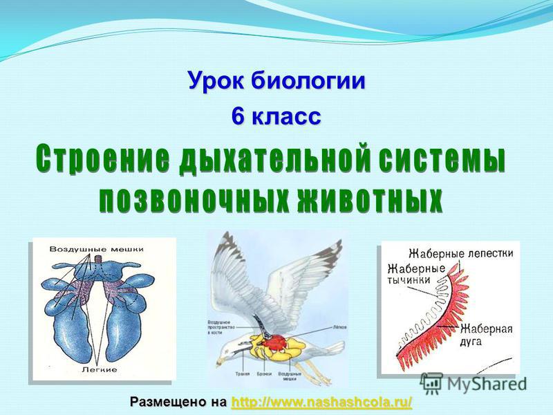 Кракен даркнет актуальная ссылка
